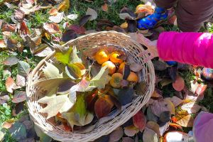 Nidointegrato Raggiodisole 08