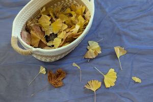 Nidointegrato Raggiodisole 12